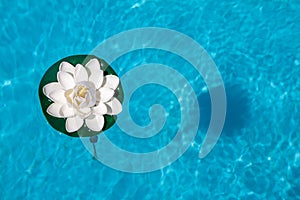 Overhead shot of a water lily in a swimming pool